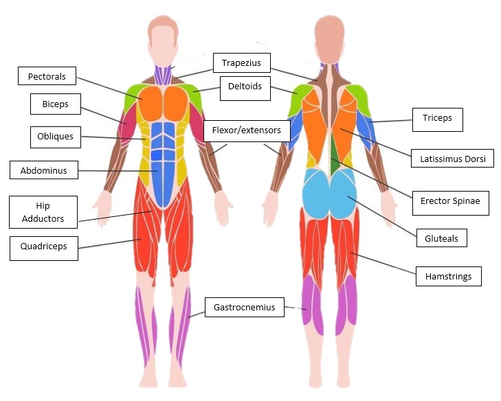 Muscle Anatomy & Stretching - Nunavik-IcE