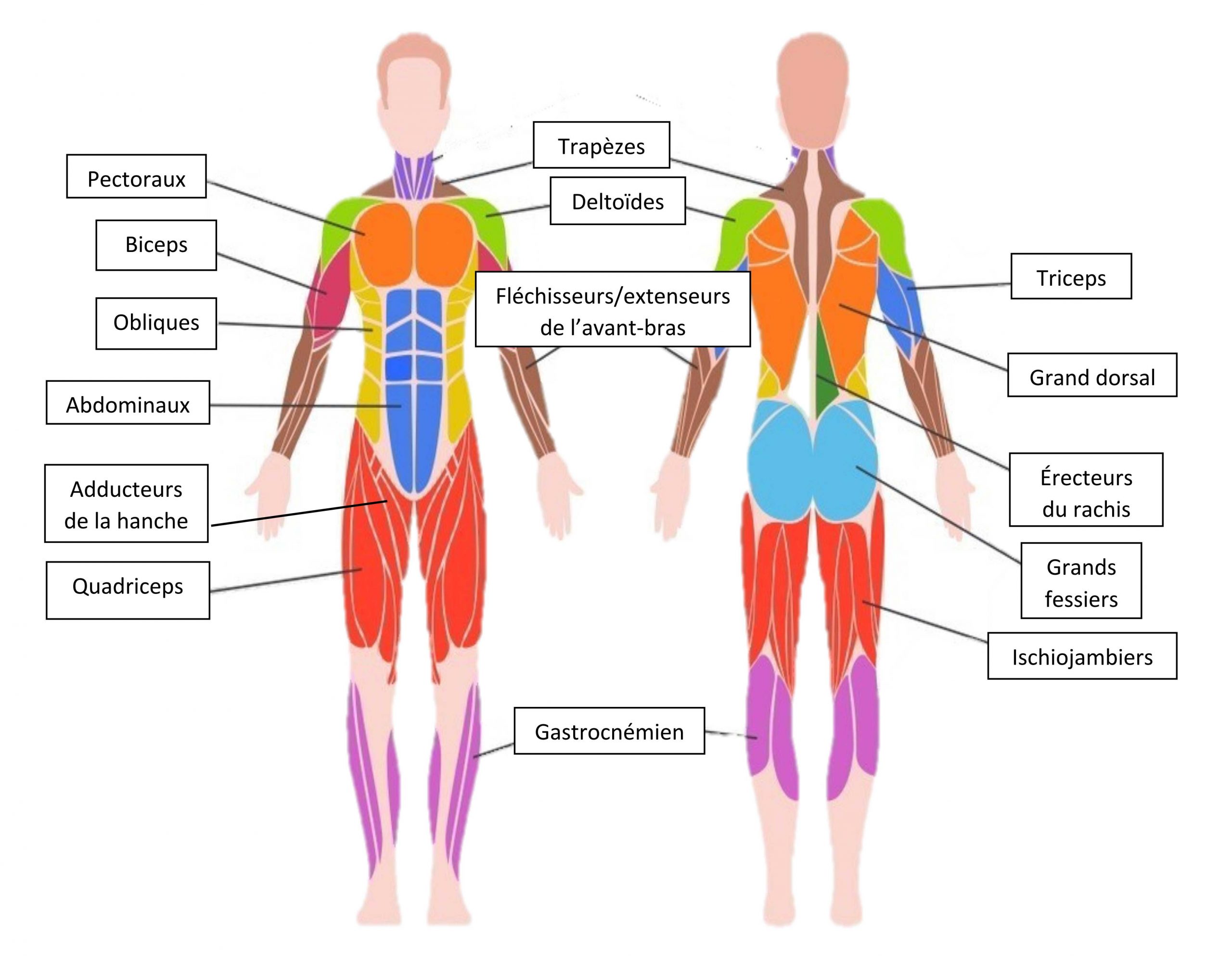 Muscles: anatomie et étirements - Nunavik-IcE