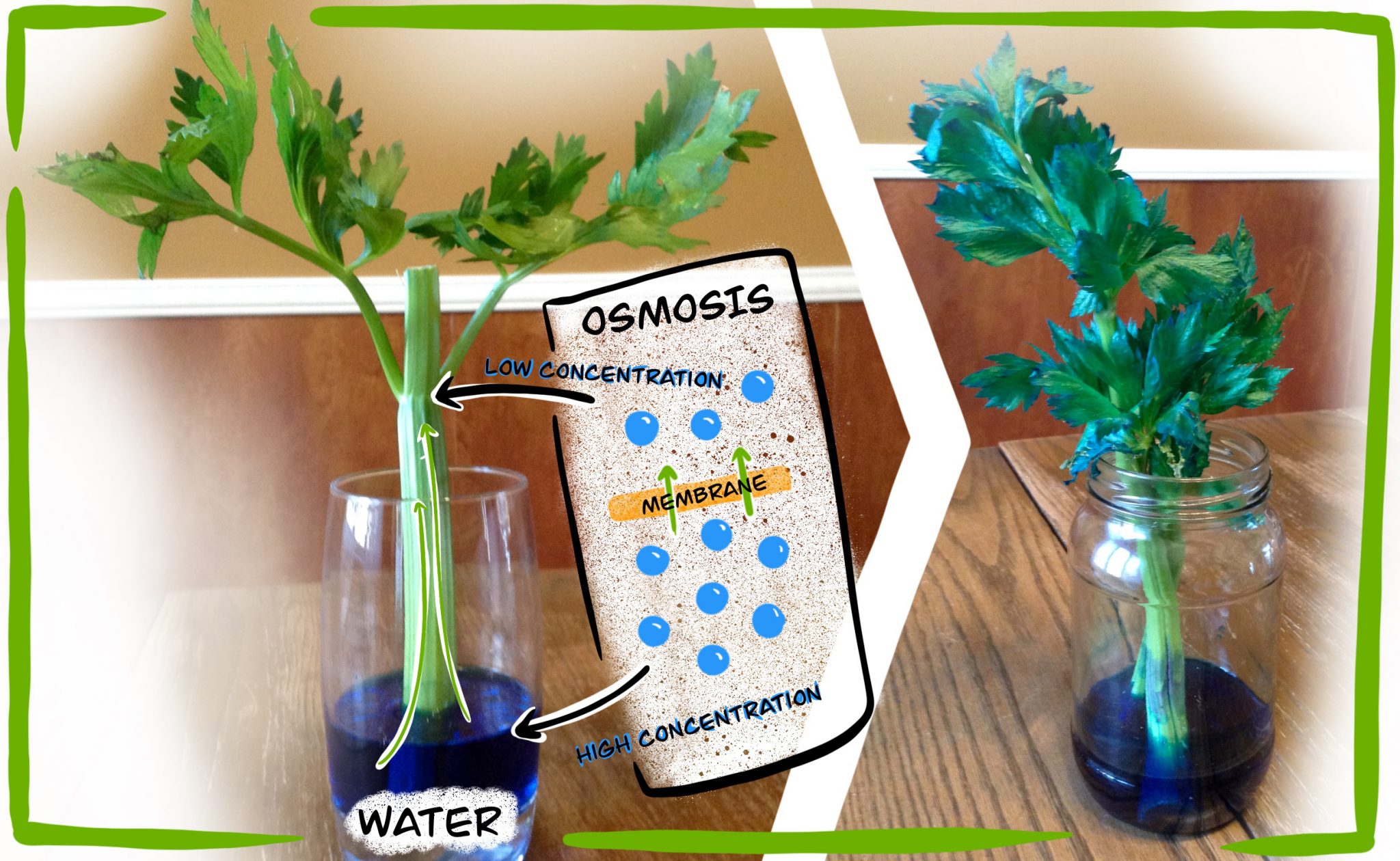 Color Changing Celery NunavikIcE